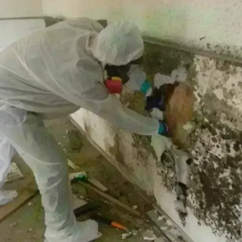 Mold Remediation and Removal in Palmhurst, TX